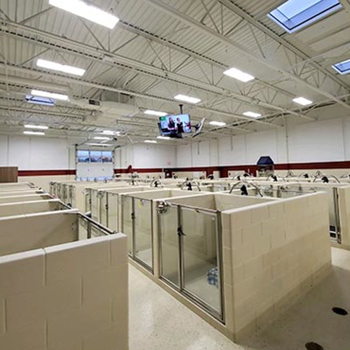 The boarding suites at All American Pet Resorts Shelby Township